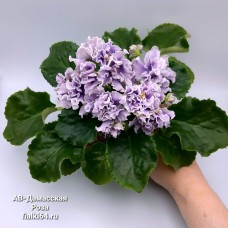 АВ-Дамасская Роза
